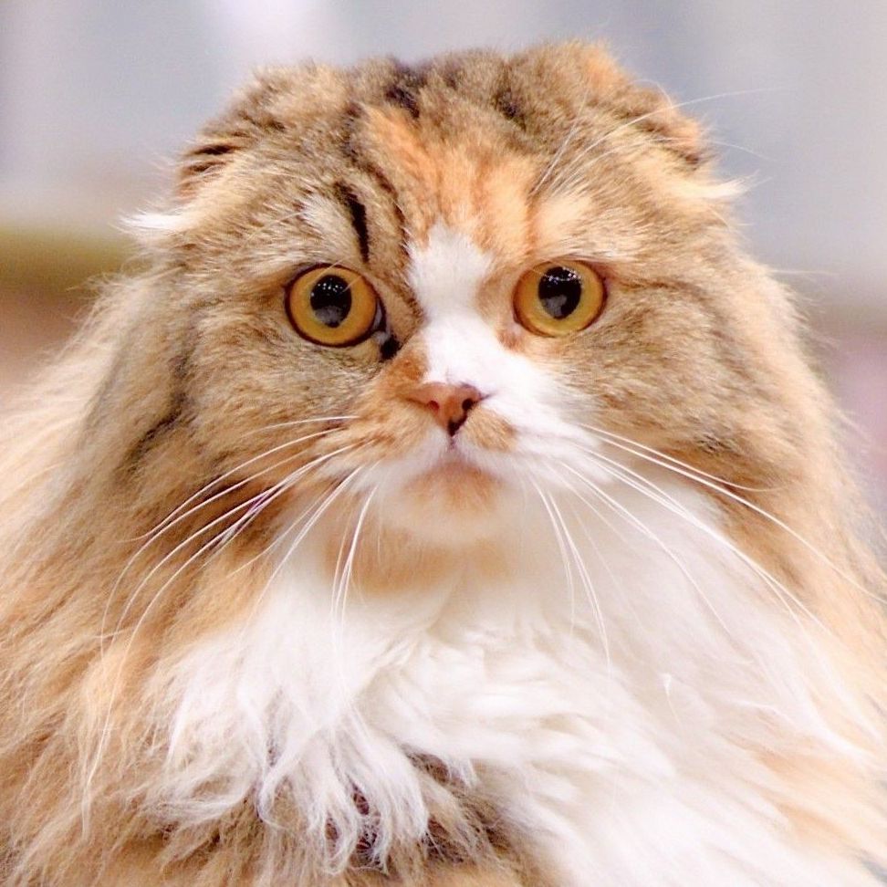 渋谷公園通り店 きゃらめる