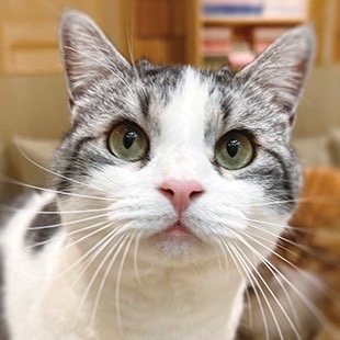 宮崎橘通店 こはだ