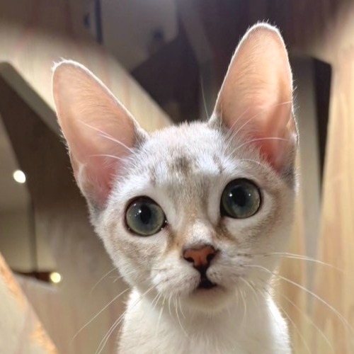 渋谷公園通り店 ミミー