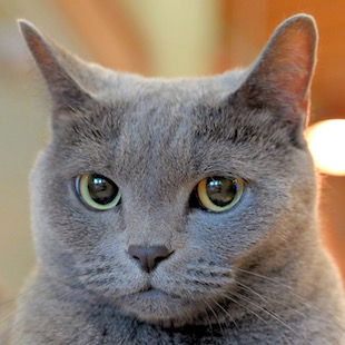 秋葉原店 はまち