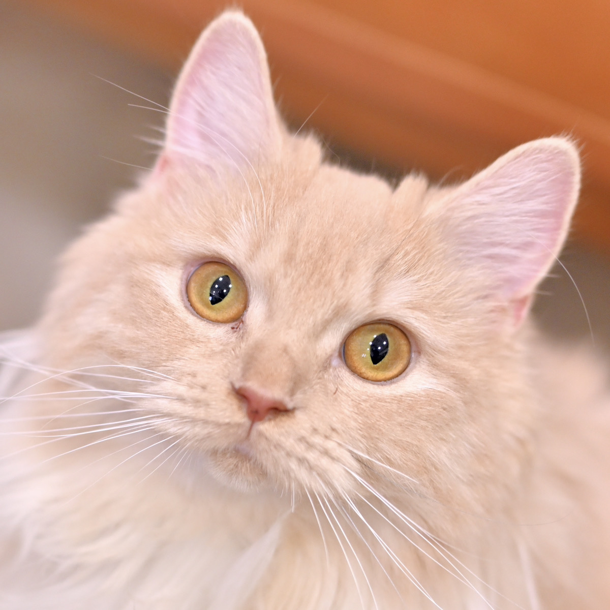 イオンモール東久留米店 クッキー