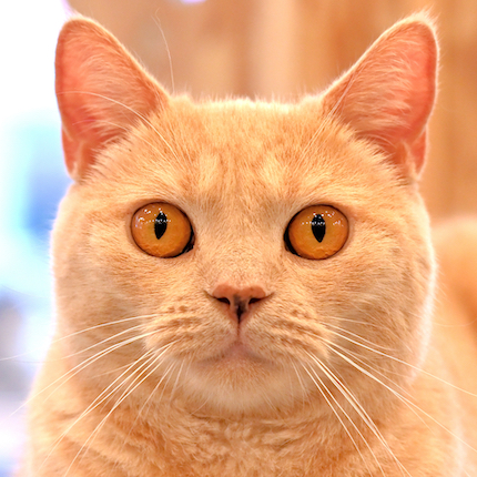 イオンレイクタウン店 ネロ