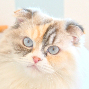 イオンレイクタウン店 わたげ