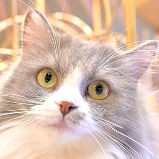 秋葉原店 なずな