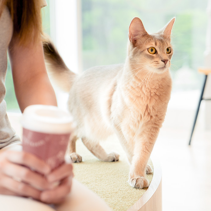 猫カフェ MOCHA(モカ)｜全国21店舗展開