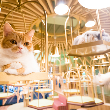猫カフェ モカ Mocha 秋葉原店 猫カフェ モカ Mocha 秋葉原店