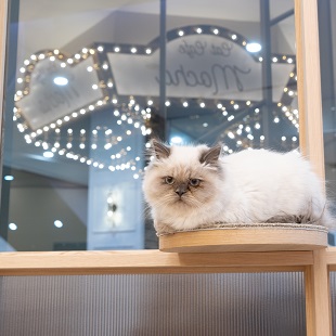 猫カフェ Mocha モカ イオンモール筑紫野店