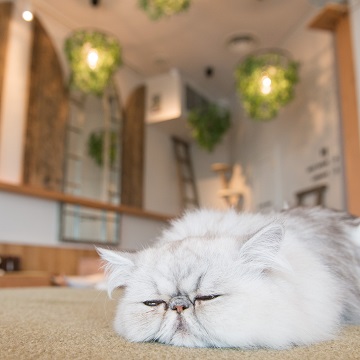 トップ5 表参道 猫 おじさん