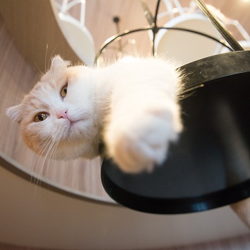 猫カフェ モカ Mocha 渋谷センター街店 猫カフェ モカ Mocha 渋谷センター街店