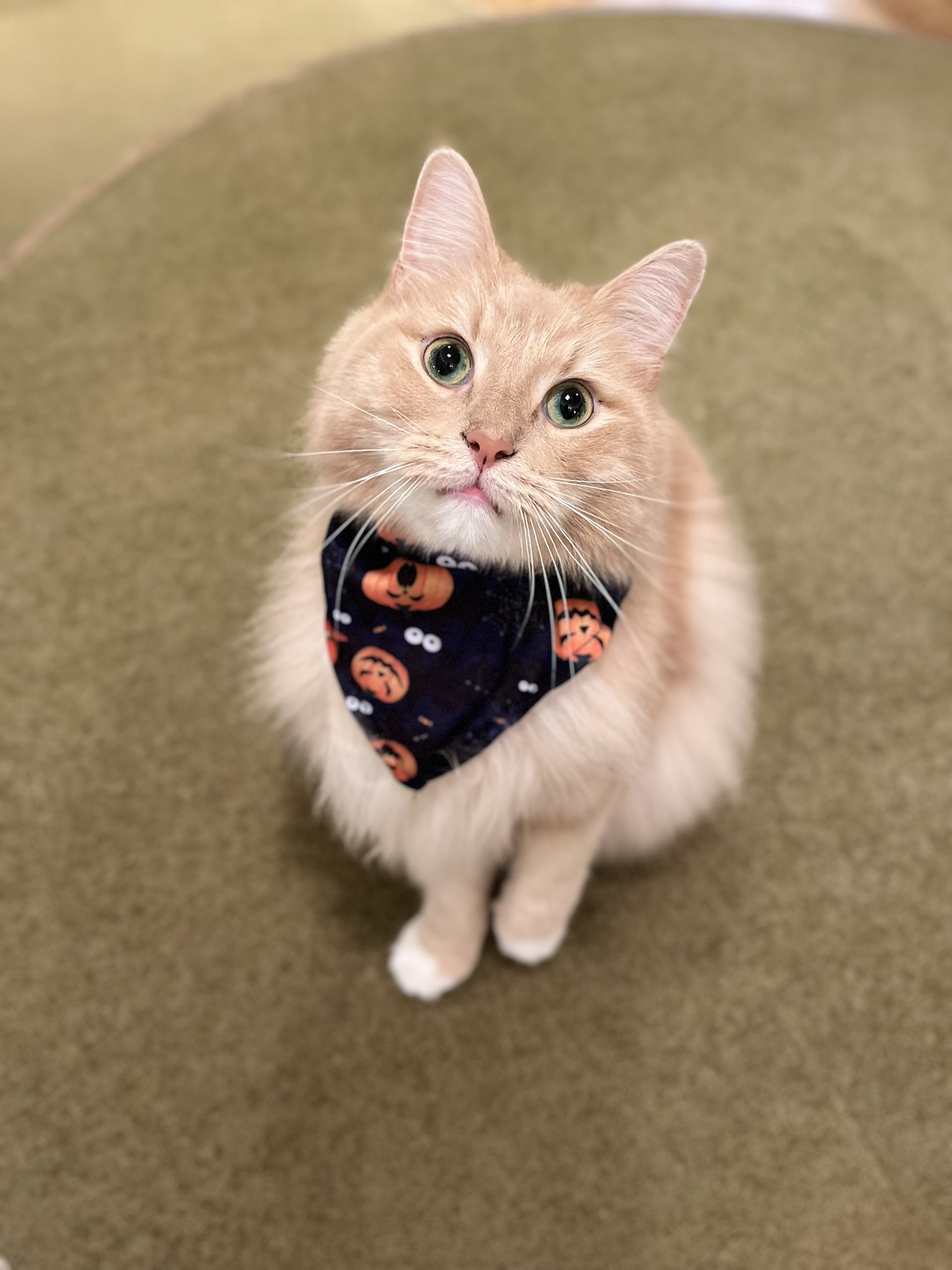猫カフェMOCHAがお届けするハロウィンだけの特別な世界！『MOCHA